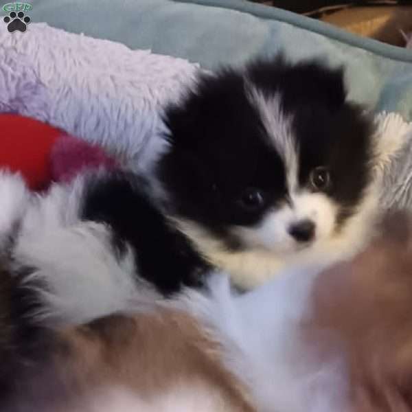 Cookies & Cream, Pomeranian Puppy